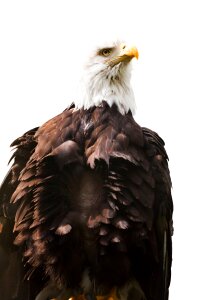 White america endangered