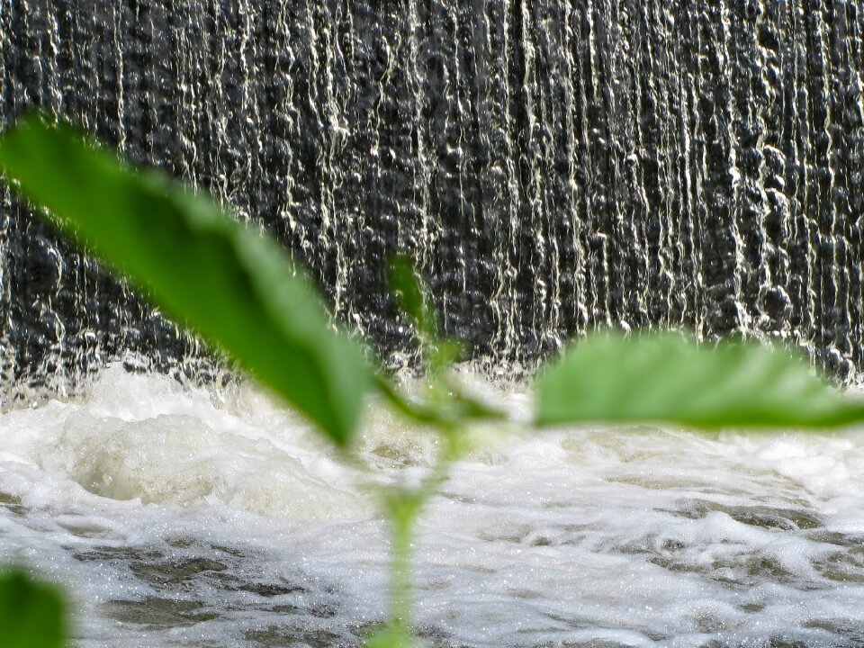 Nature plant liquid photo