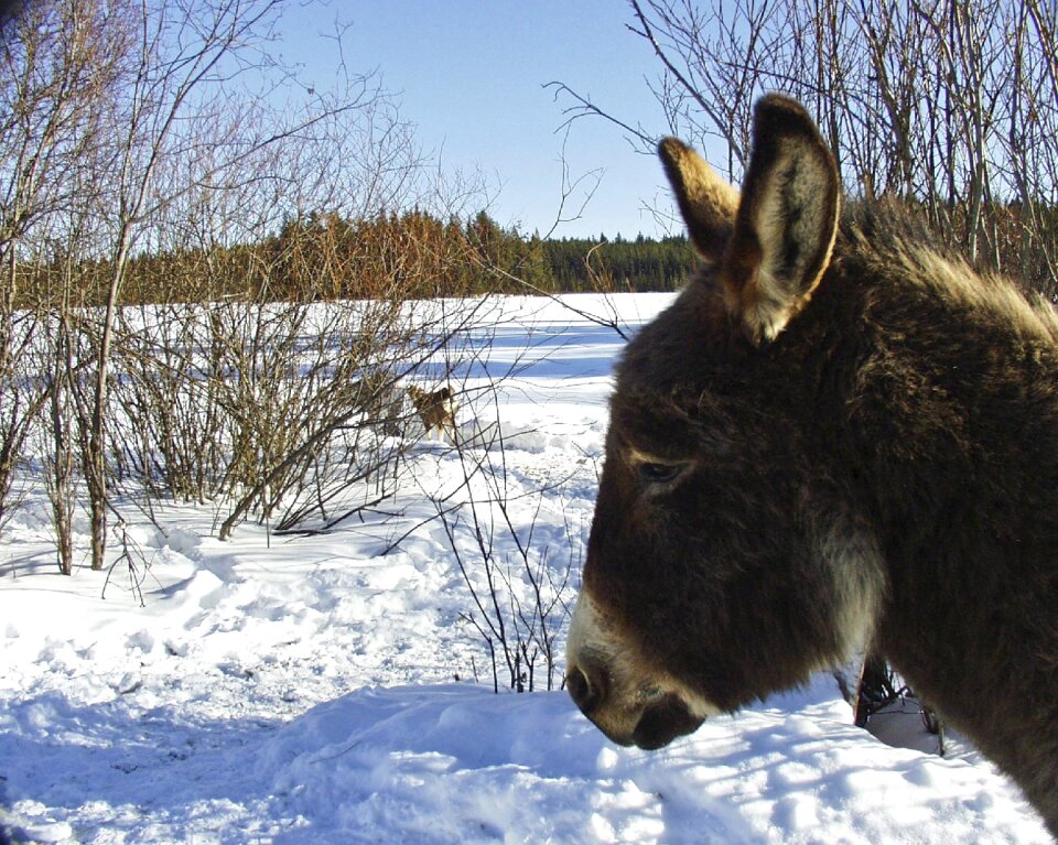 Cold animal mammal