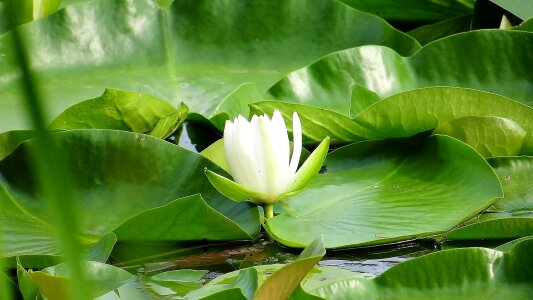 Beauty flower nature