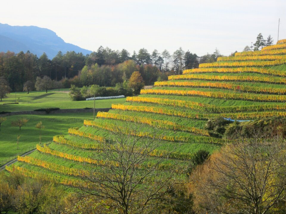 Vineyard autumn green