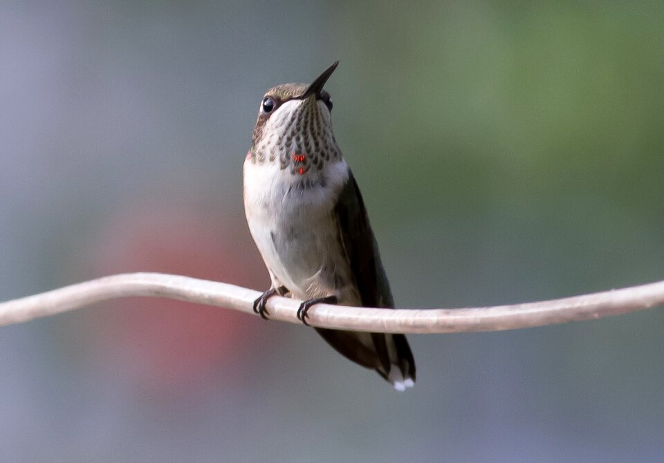 Bird nature wildlife