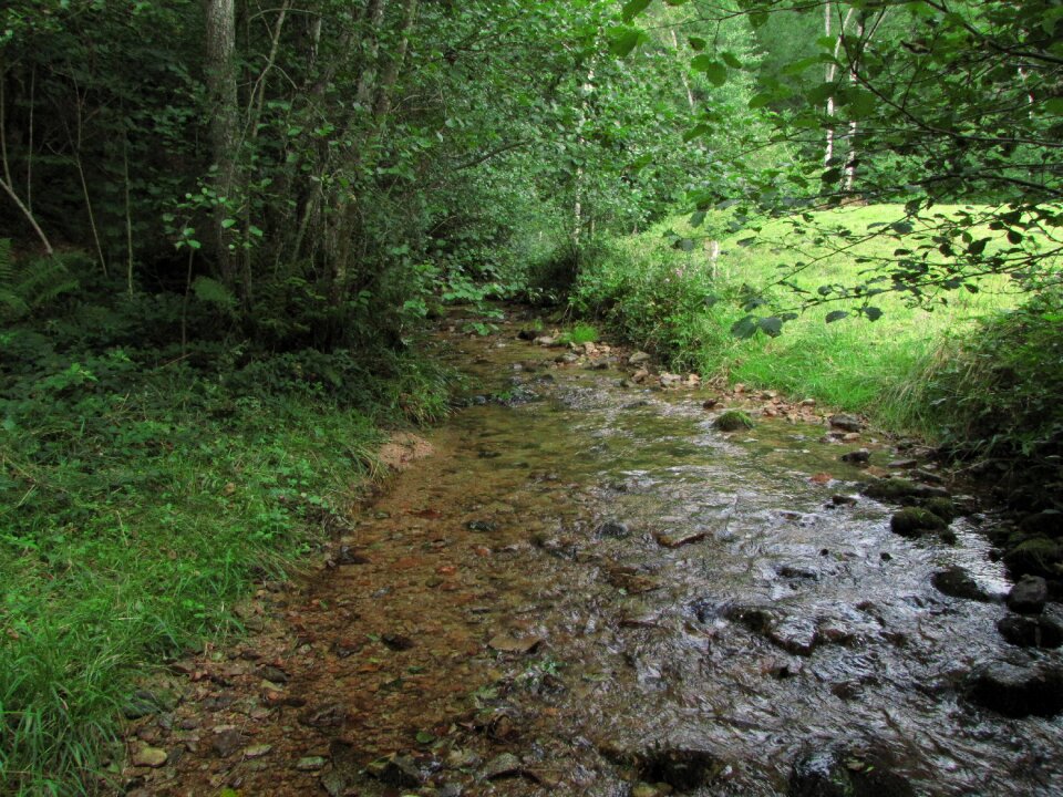 Creek nature field