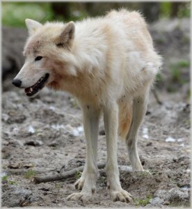 Gray wool white wolf dog
