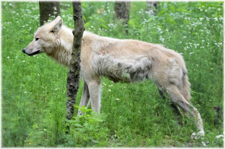 Gray wool white wolf dog