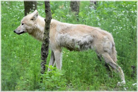 Gray wool white wolf dog photo