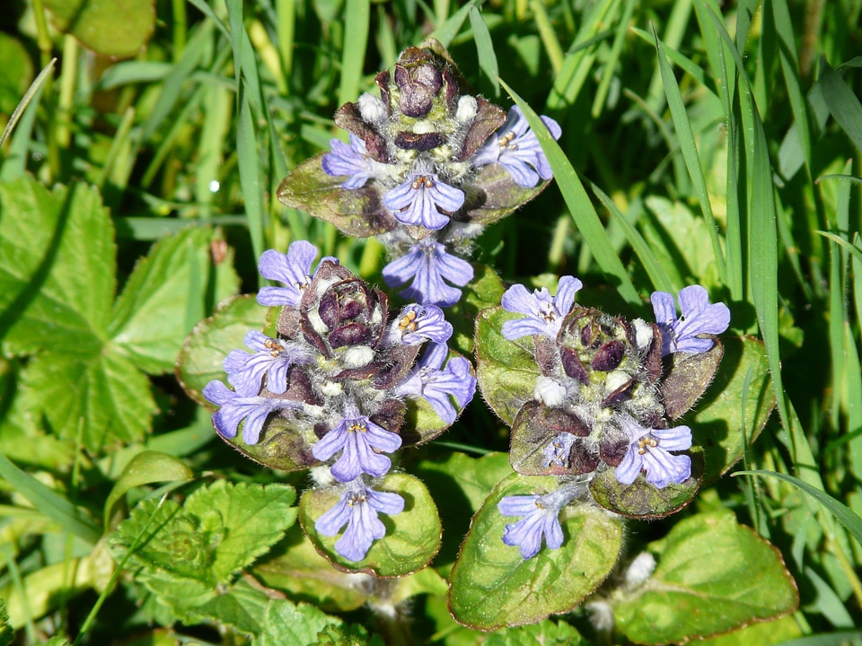 Lamiaceae blue bugle