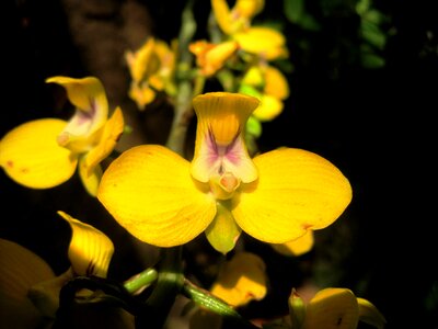 Bright delicate exotic