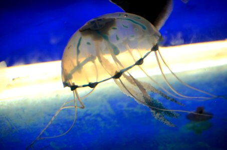 Umbrella like man-of-war aquarium