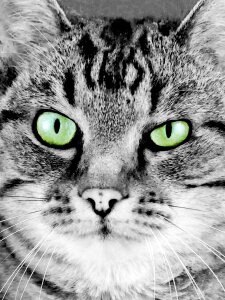 Artistic painting feline