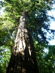 Sequoia tree nature photo