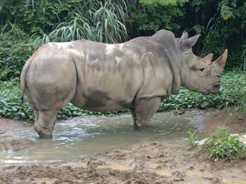 Horn huge mammal