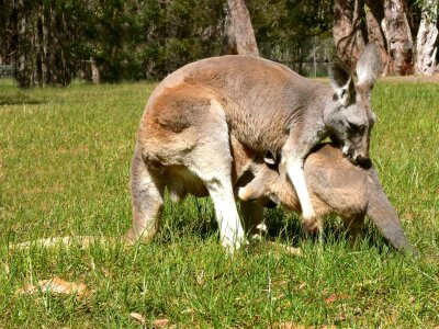 Baby marsupial pouch