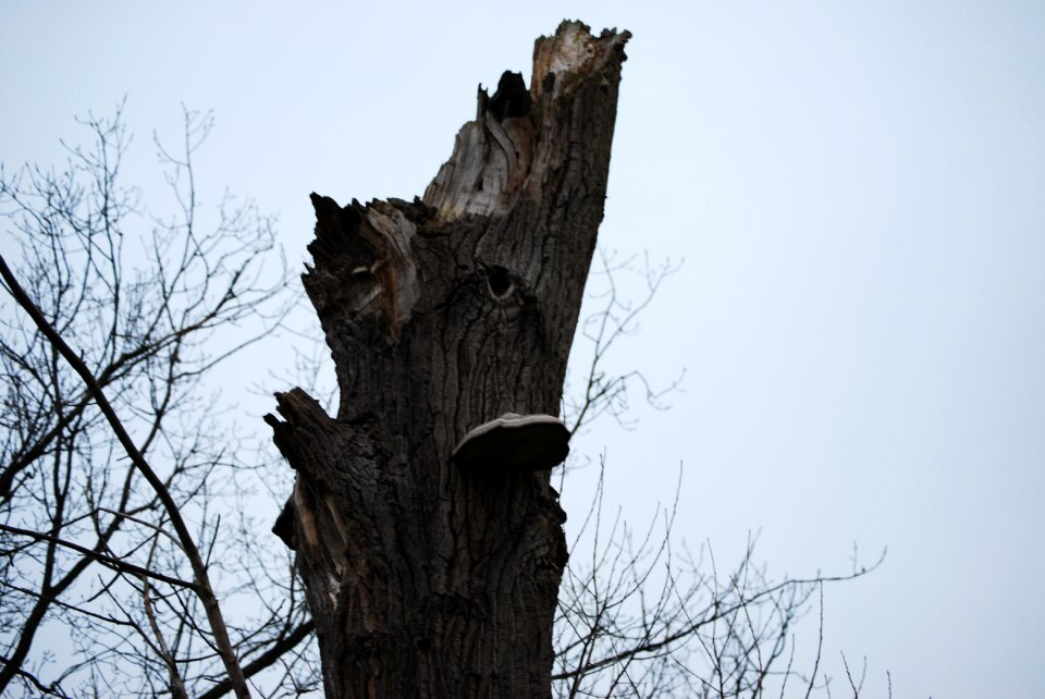 Pollard willow abstract dead tree