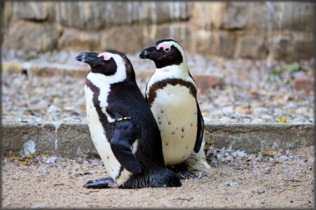 Holland amsterdam zoo