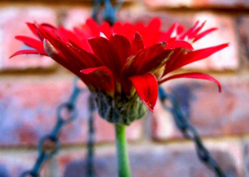 Red petals delicate