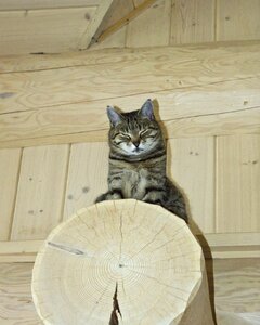 Watching animal cat