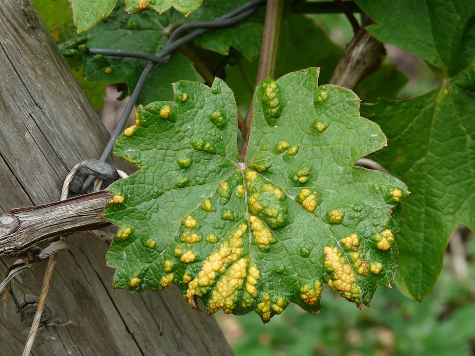 Green yellow smallpox