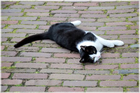 Street city animal