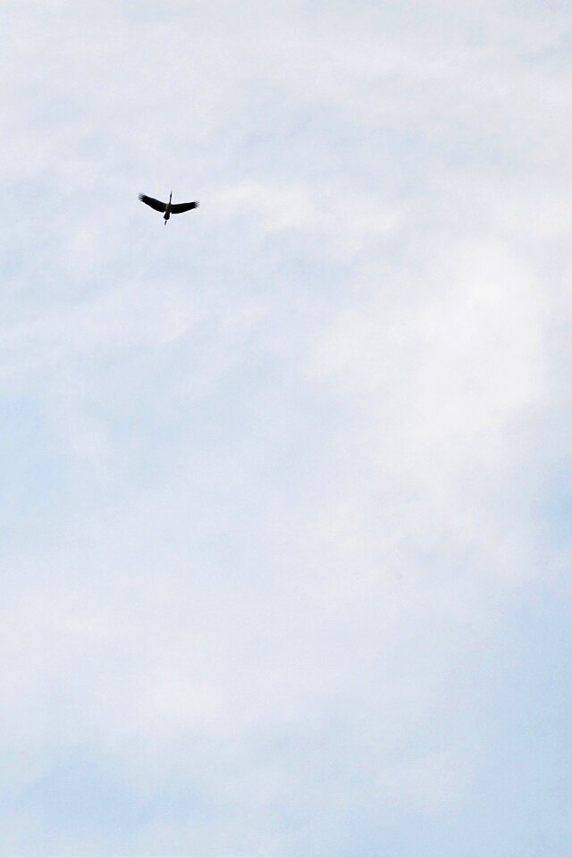 Birds migrating fly fly high