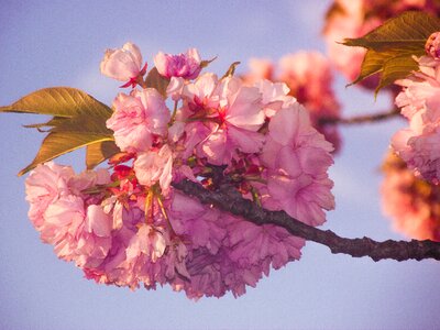 Pink vintage blossom