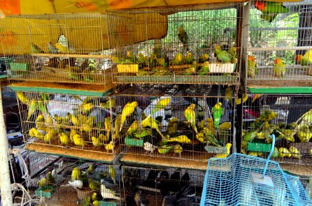 Market business pets