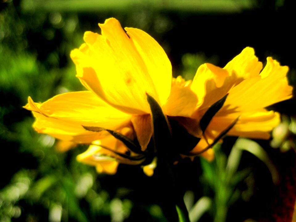 Backlit luminous bright