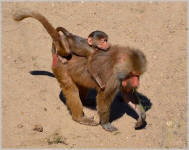 Series monkey monkeys