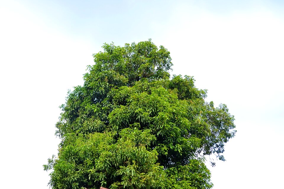 Waiting nature mango tree