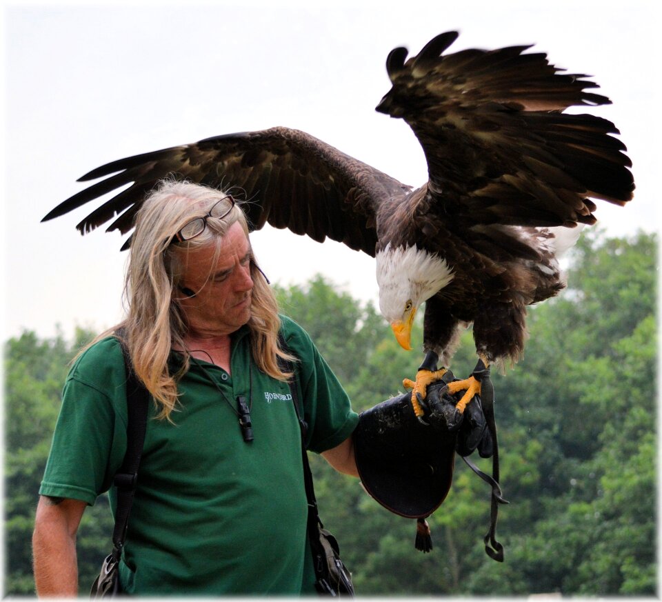 Raptors birds predators