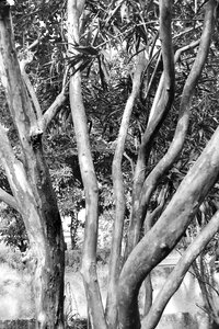 Nature haunted lonely