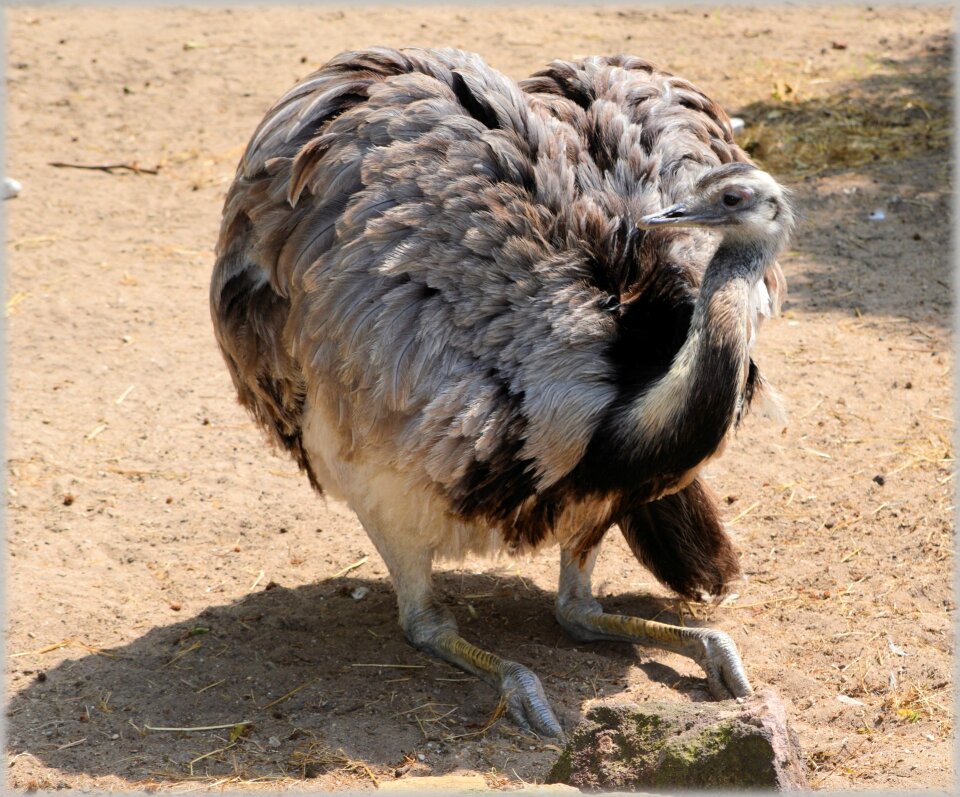 Struthionidae fast land animal