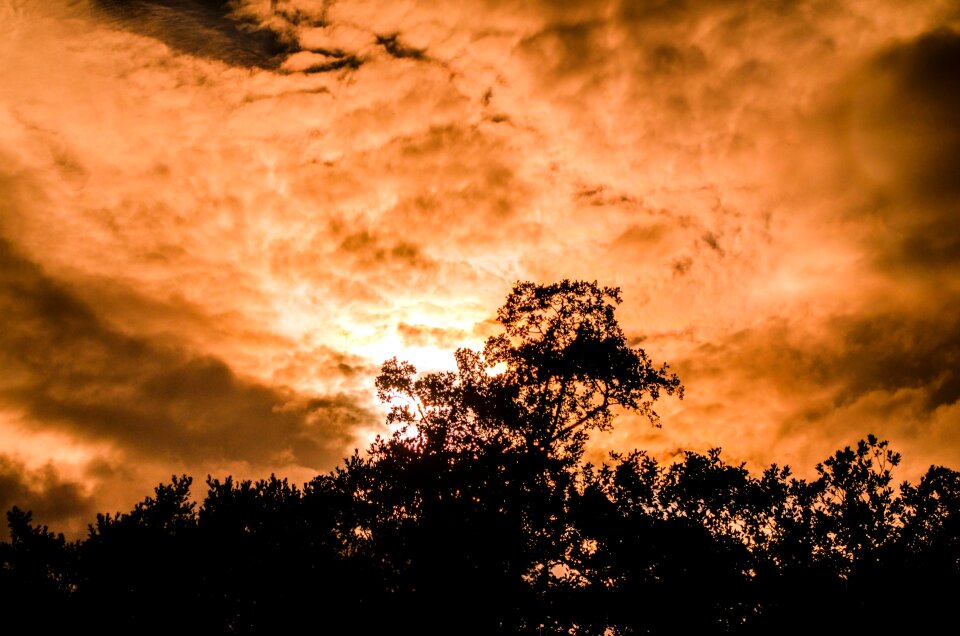 Orange color branch