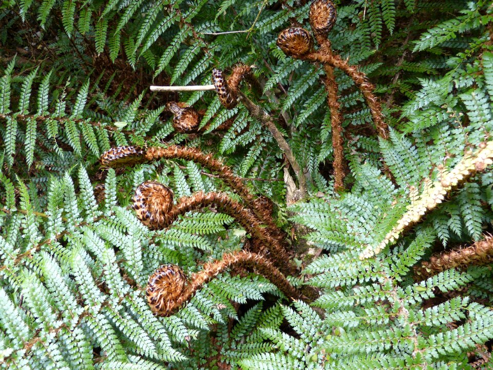 Forest leaf nature