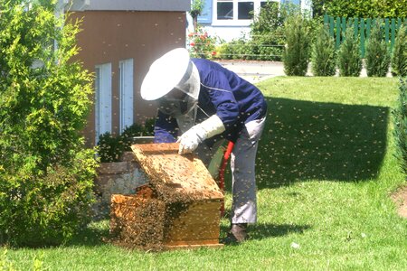 Honey bees bee keeping honey combs