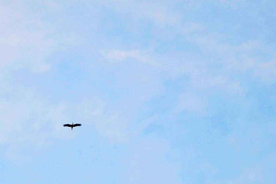 Birds migrating fly fly high