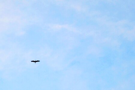 Birds migrating fly fly high