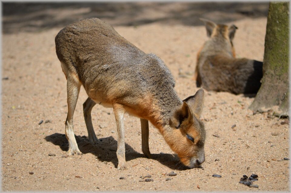 Deserts grasslands rodent