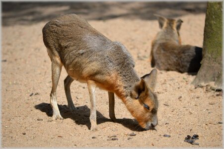 Deserts grasslands rodent
