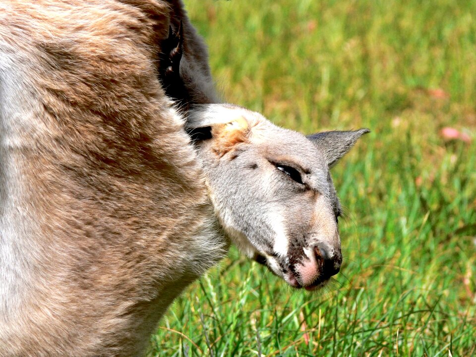 Pouch marsupial sleepy