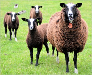 Farm animal lambs