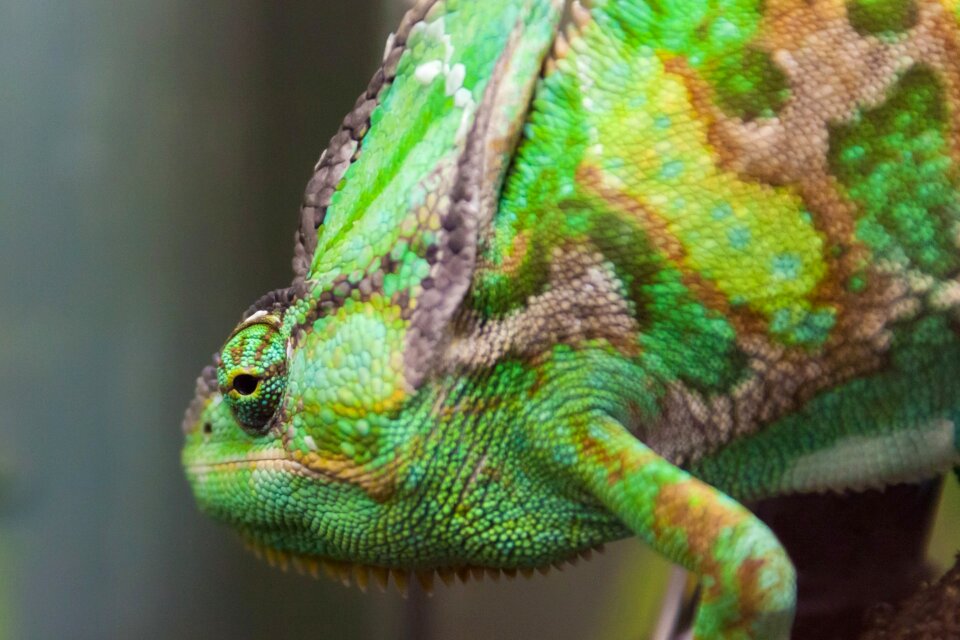 Animal camouflage wild