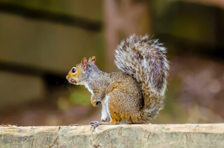 Eastern gray eastern gray squirrel forest photo