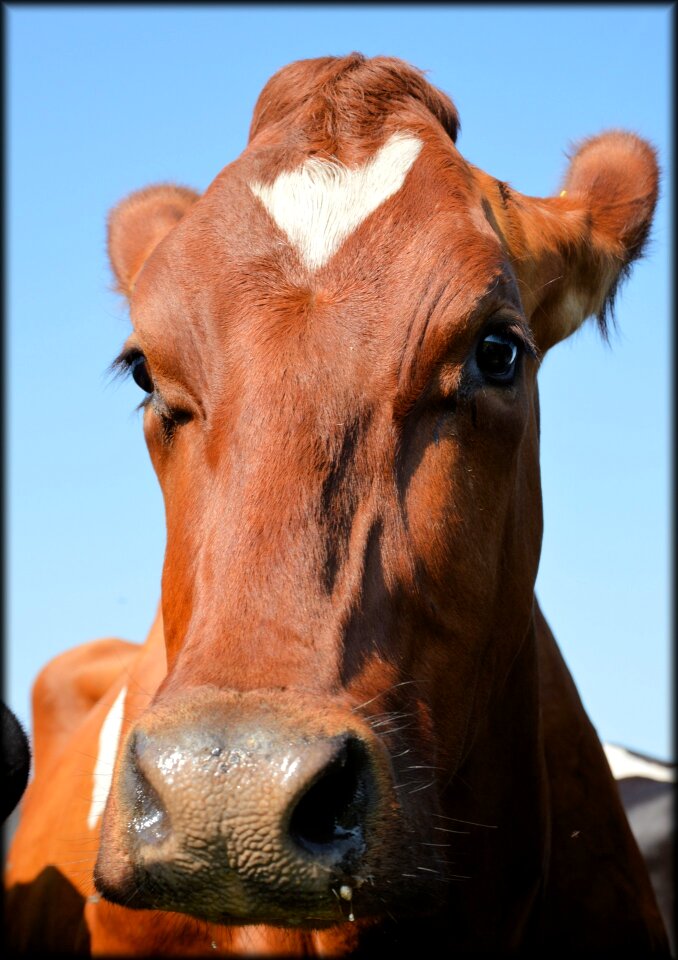 Cow animal animals