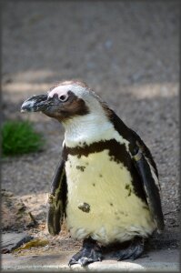 Holland amsterdam zoo