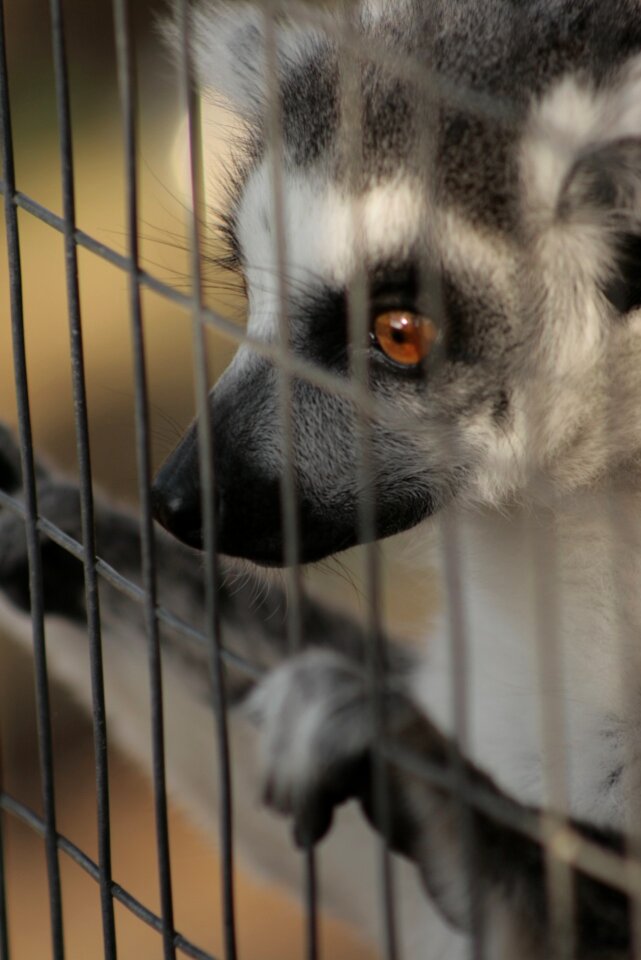 Wild animal zoo safari