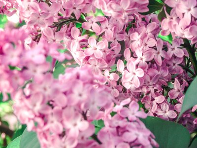 Blossom bloom plant