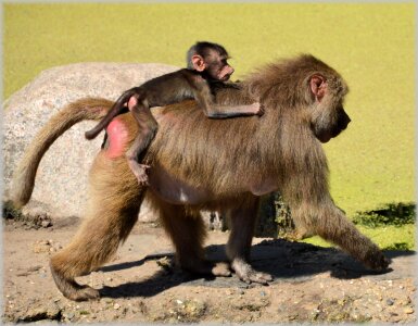Series monkey monkeys