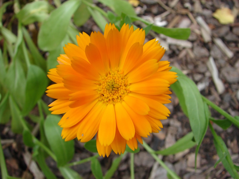 Bloom nature color