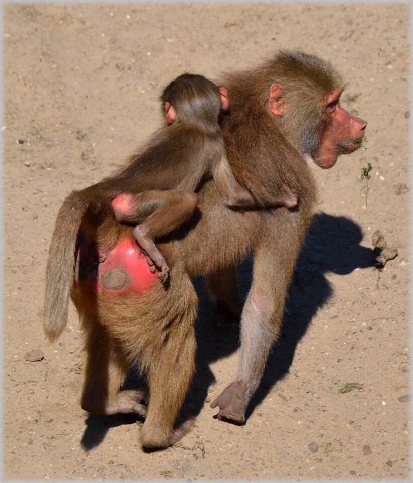 Series monkey monkeys